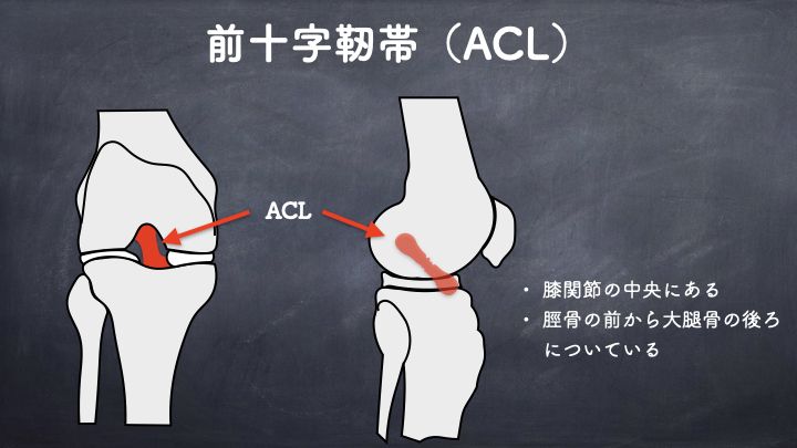 前十字靭帯　ACL